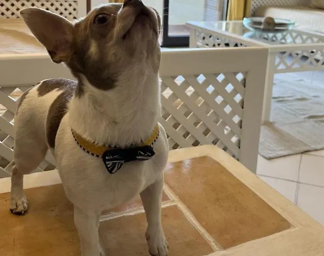 Lv * Αλμπουφέιρα